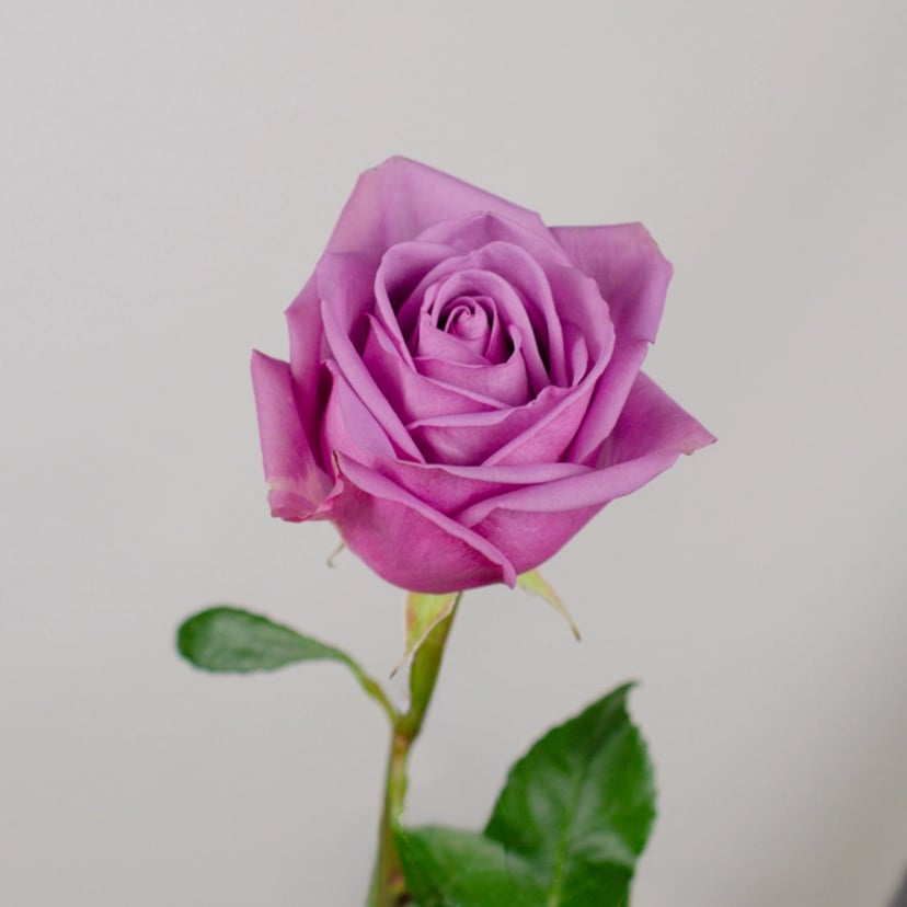 Cool Water Rose