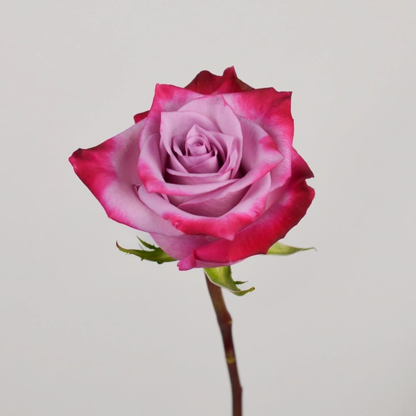 Deep Purple Rose