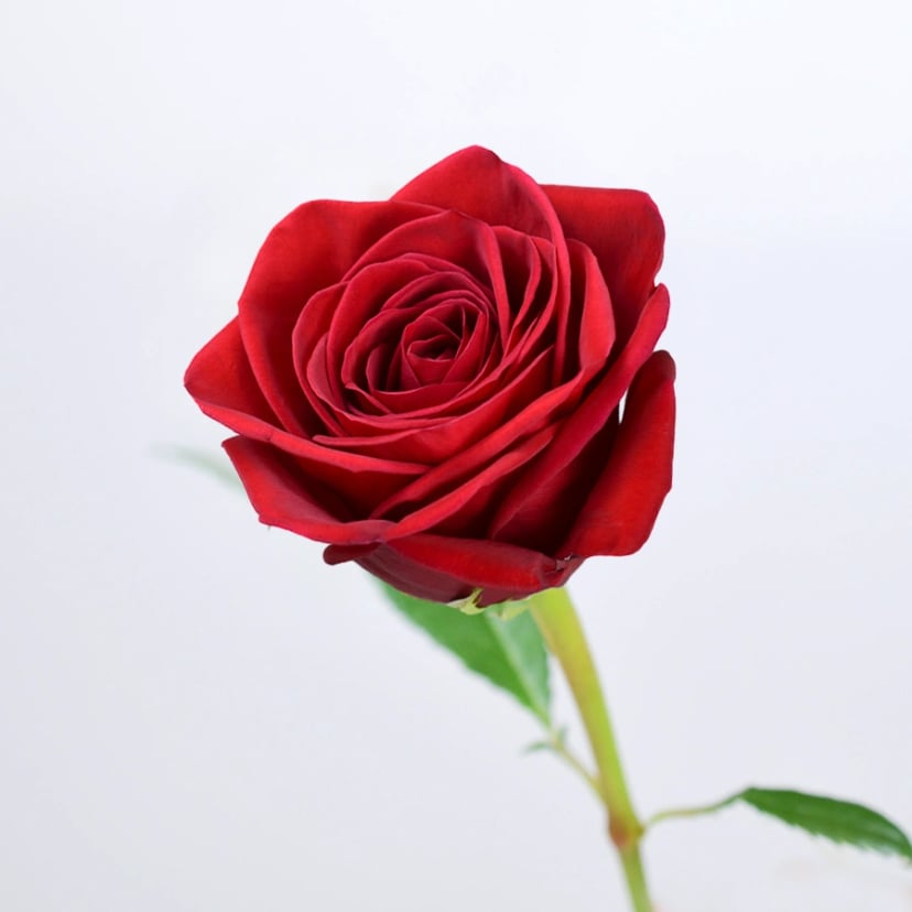 Fortune Rose