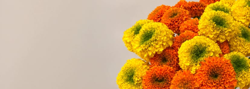 Día de Muertos Flowers Have Arrived