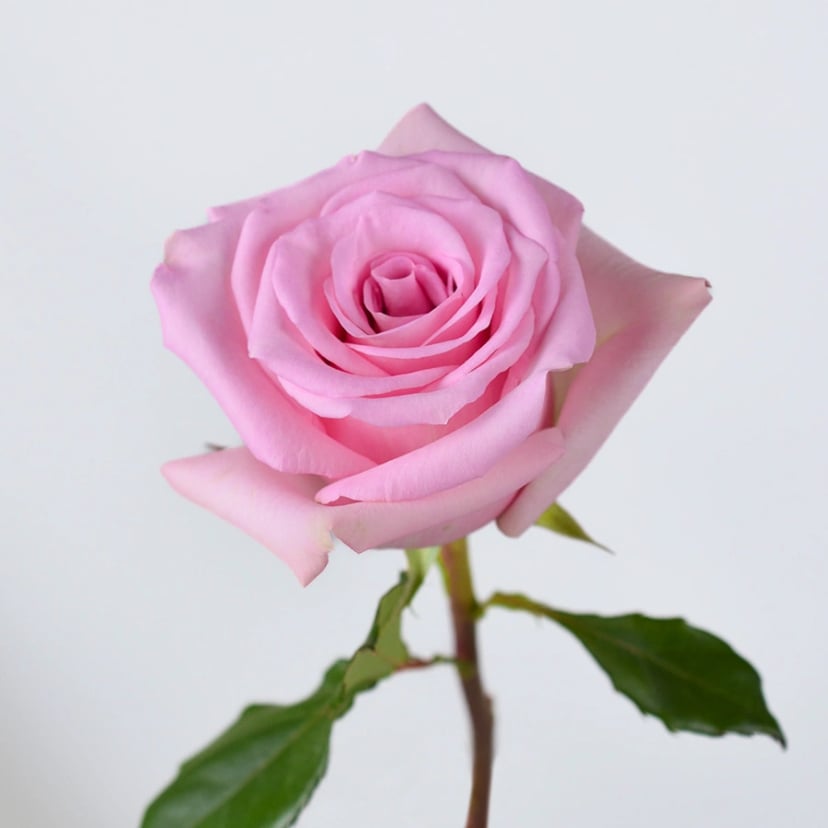 Jessica Rose
