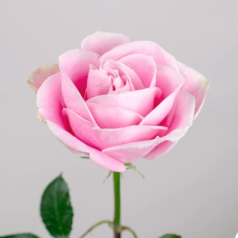 Rosita Vendela Rose