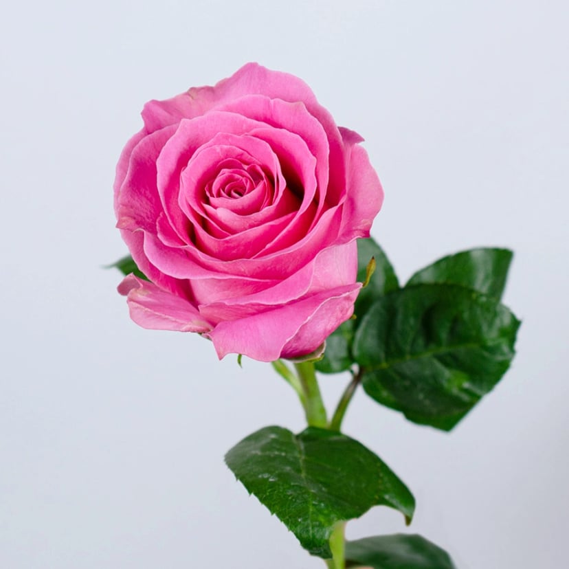 Water Game Rose