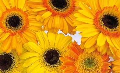 Yellow Flowers